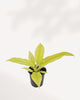 Philodendron Ring of Fire Golden showing gold and cream variegated leaves