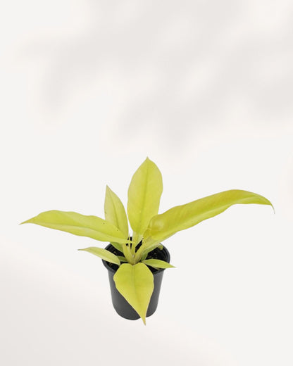 Philodendron Ring of Fire Golden showing gold and cream variegated leaves