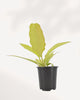 Top view of Philodendron Ring of Fire Golden showing leaf rosette