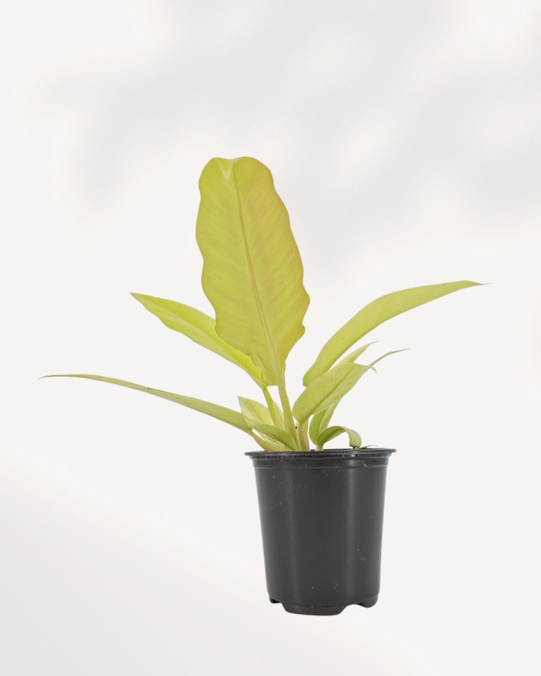 Top view of Philodendron Ring of Fire Golden showing leaf rosette