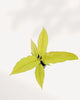Philodendron Ring of Fire Golden plant in a small pot