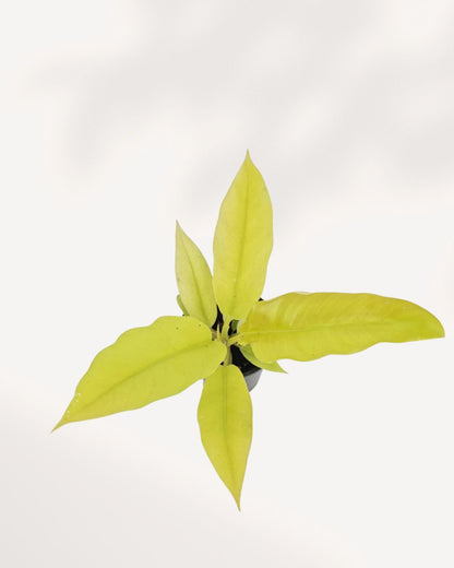 Philodendron Ring of Fire Golden plant in a small pot