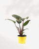 Philodendron Rojo Congo 6" Pot - Medium