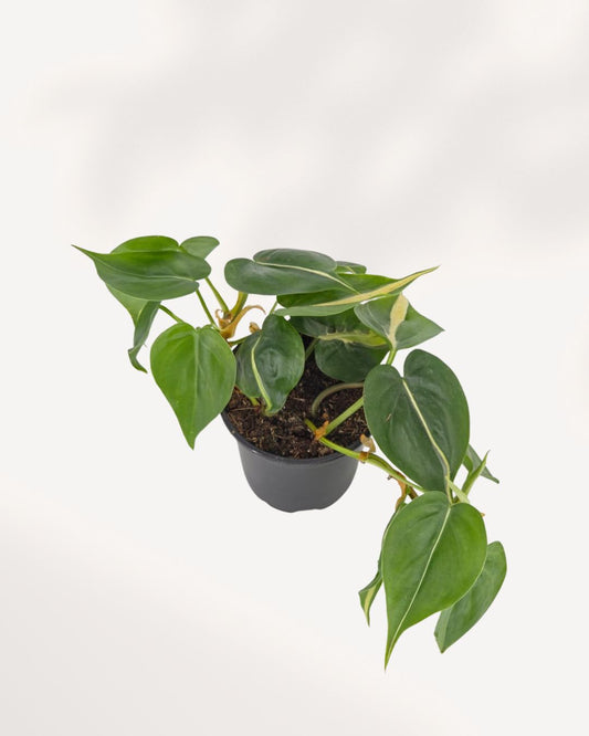 Philodendron Silver Stripe indoor plant, top front view showcasing elegant silver striped variegated foliage, available online in Richmond Hill with delivery across GTA Toronto and Canada.