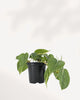 Healthy Philodendron Silver Stripe tropical houseplant with cascading heart shaped leaves and silver variegation, perfect for home decor, available for pickup in Richmond Hill or delivery across Canada.