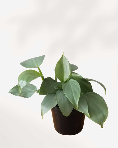 Philodendron Silver Sword 4" Pot - Small