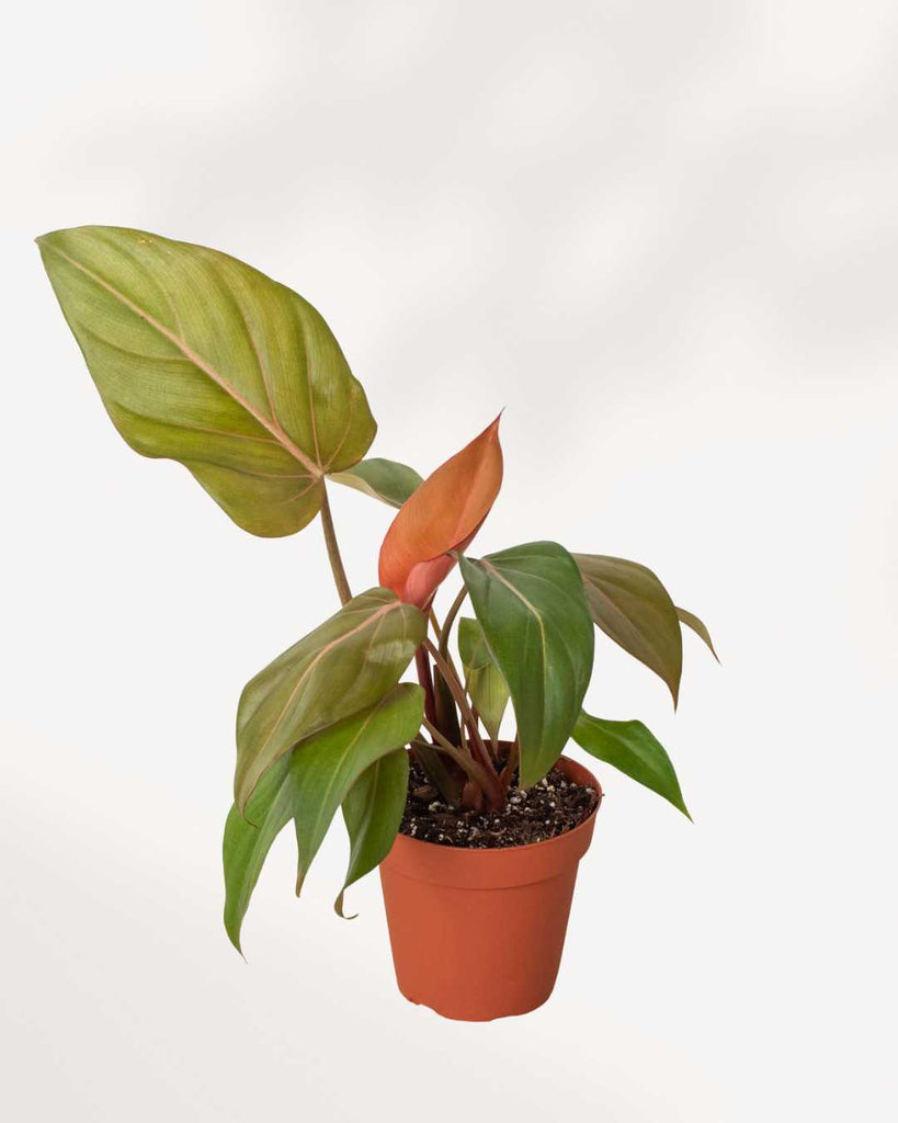 Philodendron Summer Glory 6" Pot - Medium