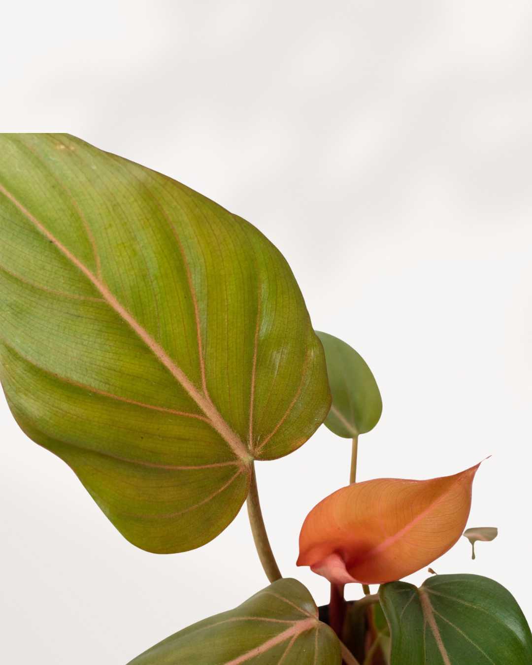 Close-up of Philodendron Summer Glory's textured leaves