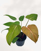 Philodendron Summer Glory plant in a medium pot