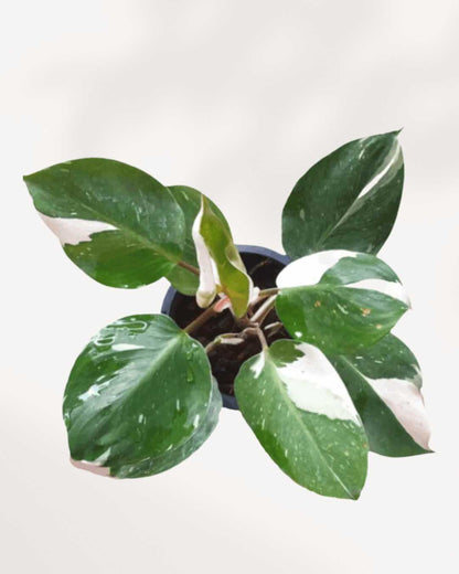 Close-up of Philodendron White Knight's white variegated leaf