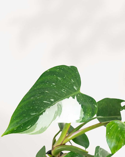 Close-up of Philodendron White Princess's variegated leaf