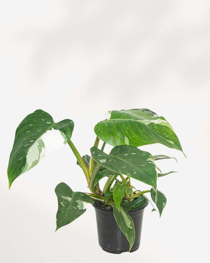 Philodendron White Princess - Philodendron Erubescens White Princess