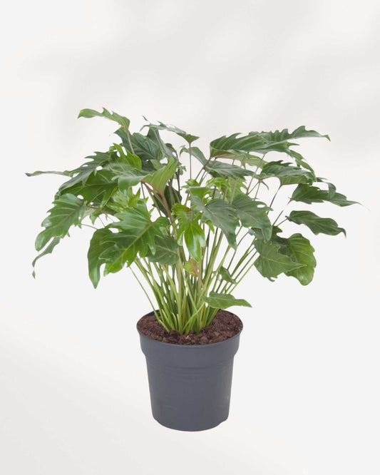 Philodendron Xanadu 6" Pot - Medium