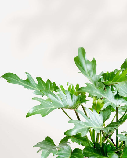 Close-up of Philodendron Xanadu's deeply lobed leaves