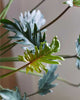 Philodendron Xanadu plant in a small pot