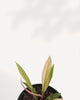 Close-up of Philodendron Caramel Pluto's toothed leaf edges