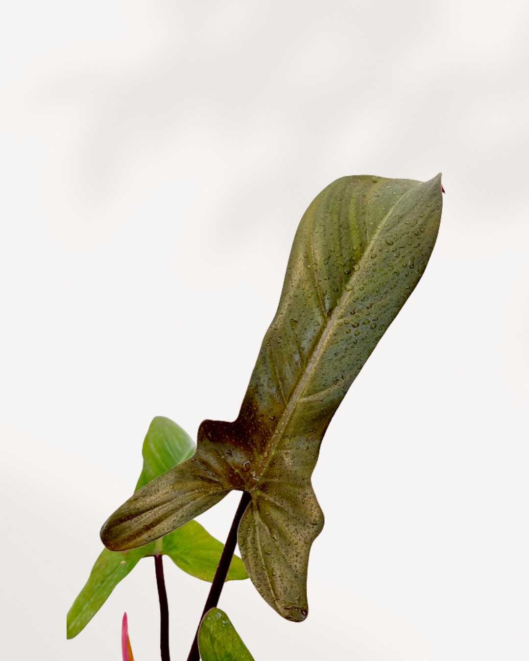Close-up of Philodendron Florida Bronze's bronze-tinted leaves