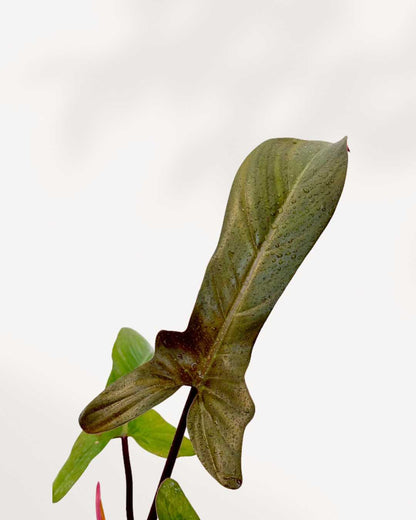 Close-up of Philodendron Florida Bronze's bronze-tinted leaves