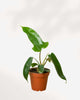 Philodendron Florida Green plant in a medium pot