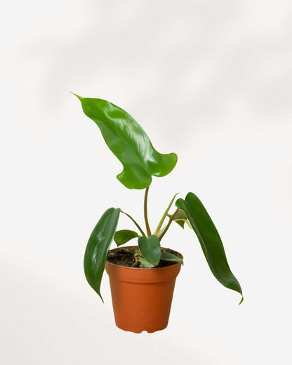 Philodendron Florida Green plant in a medium pot