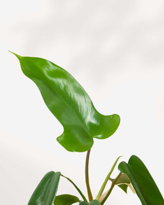 Philodendron Florida Green 4" Pot - Small