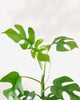 Close-up of Philodendron Ginny's compact heart-shaped leaves