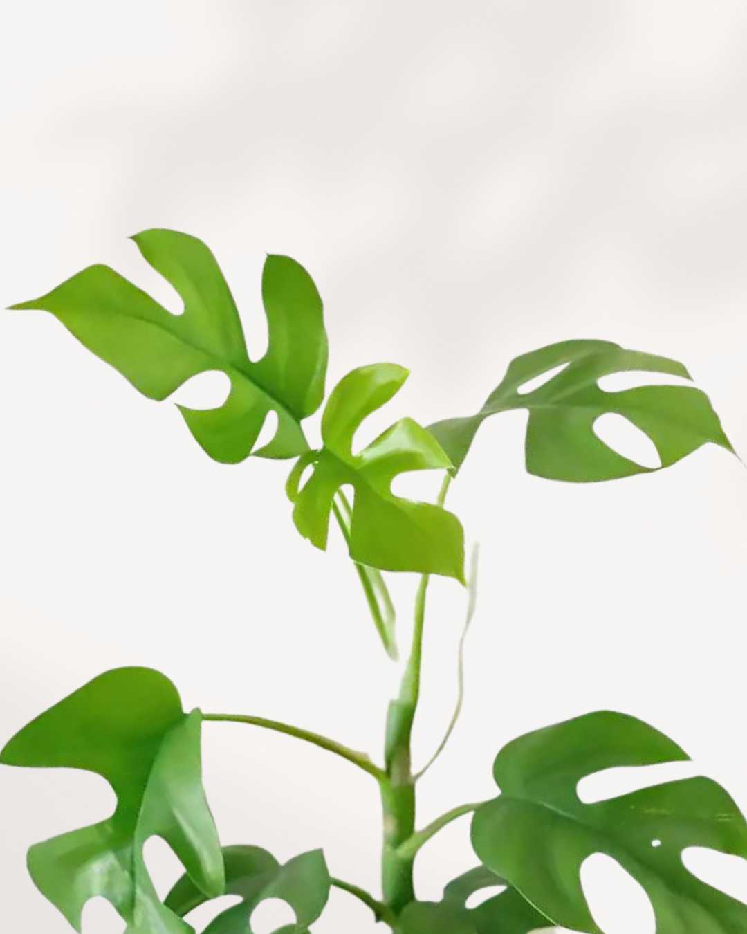 Close-up of Philodendron Ginny's compact heart-shaped leaves