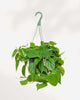 Philodendron Hederaceum Heartleaf 5" Hanging Basket
