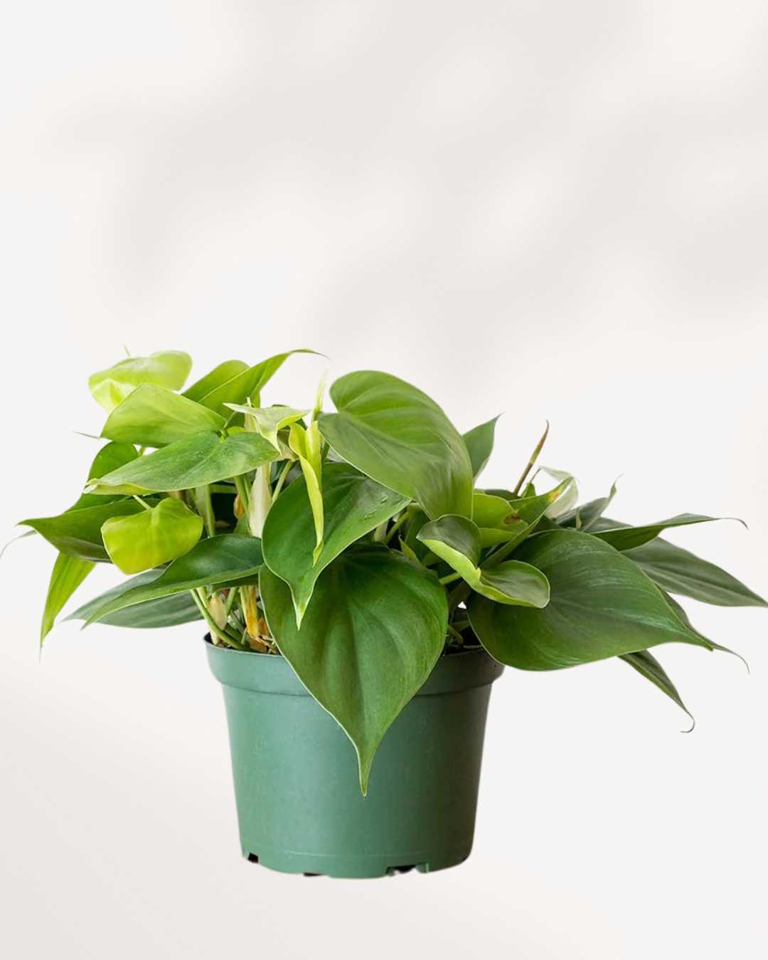 Philodendron Hederaceum Heartleaf 6" Pot - Medium