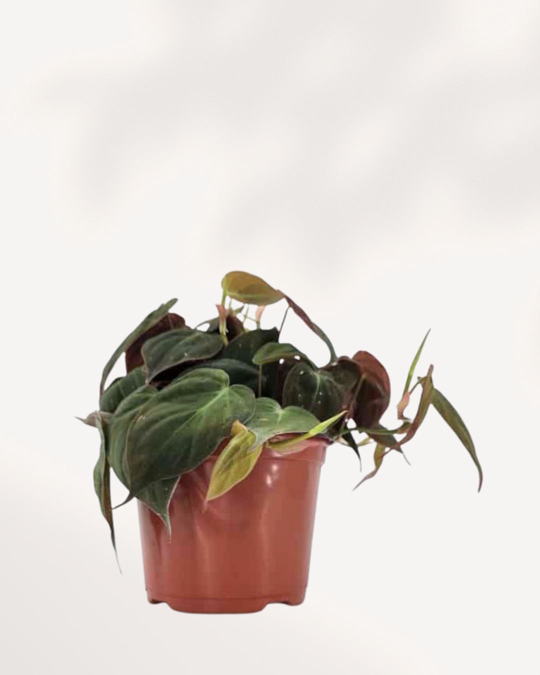 Top view of Philodendron Micans showing leaf pattern