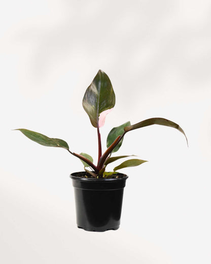 Philodendron Pink Princess - Philodendron Erubescens Pink Princess 4" Pot - Medium