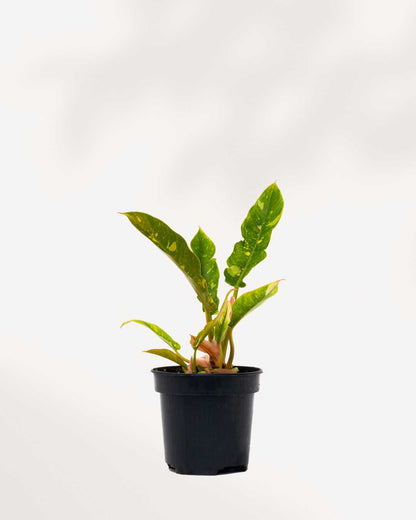 Philodendron Ring of Fire 4" Pot - Medium
