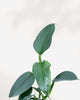 Close-up of Philodendron Silver Sword's silvery leaves