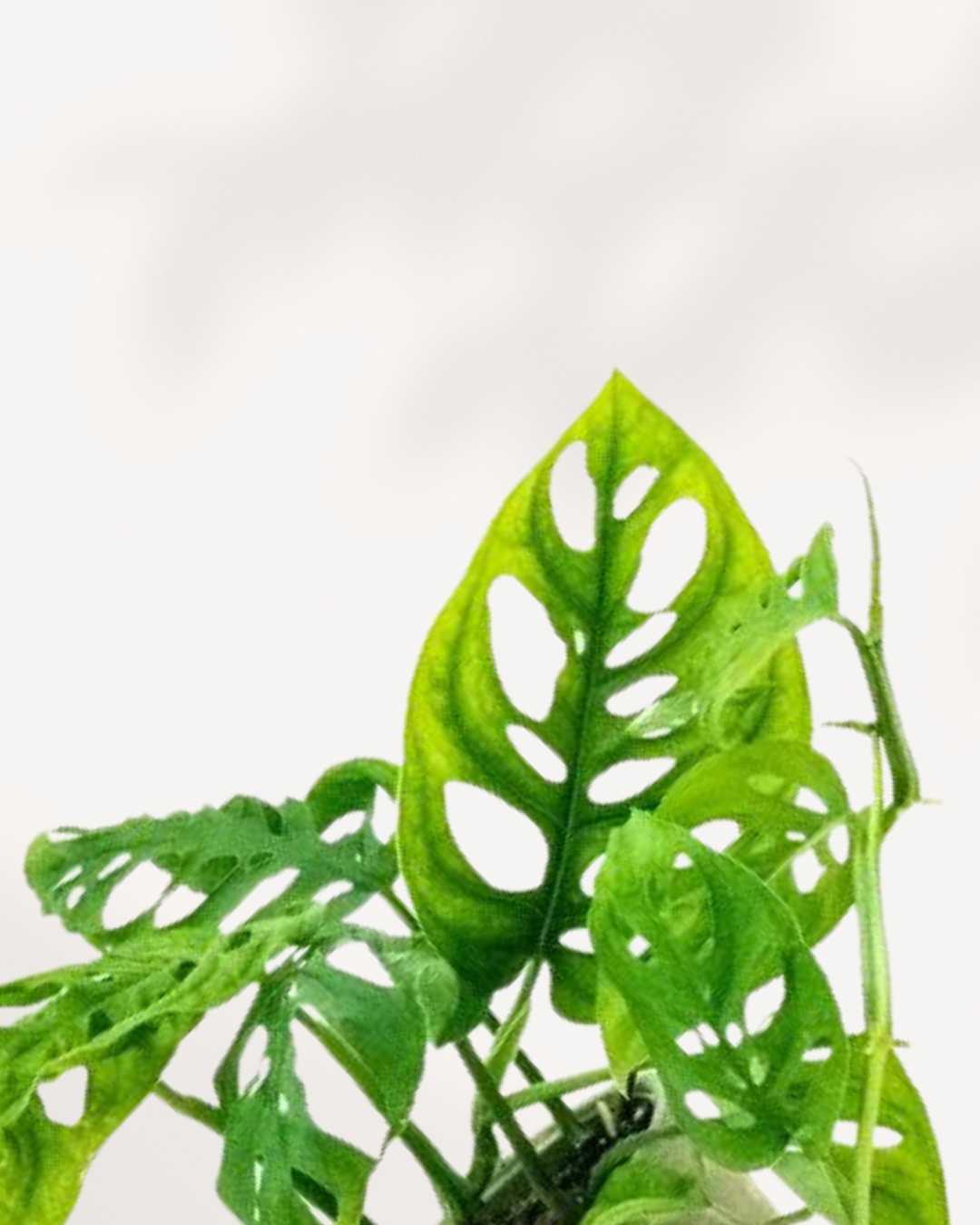 Monstera Adansonii trailing vine detail