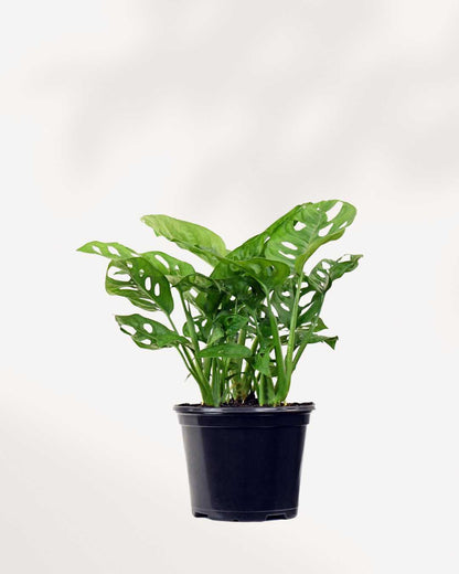 Monstera Adansonii 5" Pot - Medium