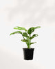 Monstera Adansonii 4" Pot - Small