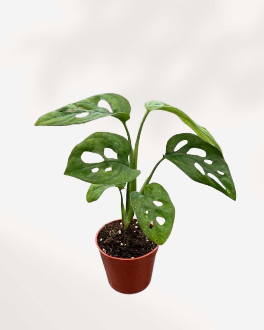 Monstera Adansonii 2.5" Pot - X-Small