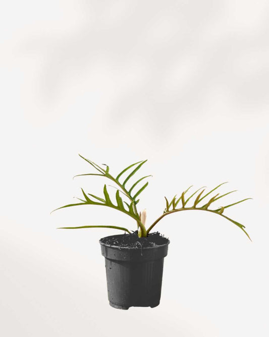 Philodendron Tortum plant showing fern-like leaves