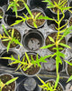 Top view of Philodendron Tortum showing leaf shape