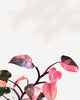 Philodendron Pink Princess - Philodendron Erubescens Pink Princess