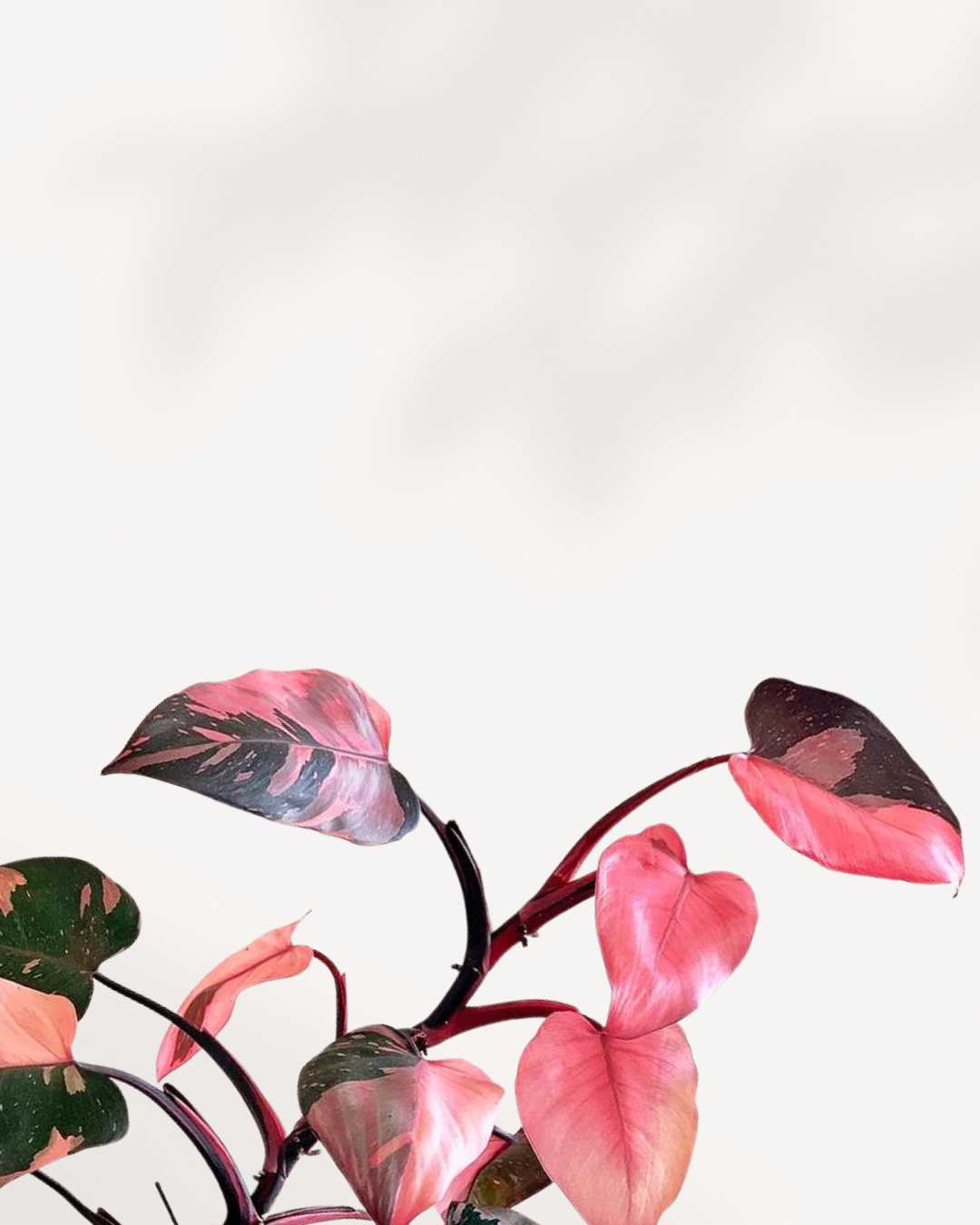 Philodendron Pink Princess - Philodendron Erubescens Pink Princess