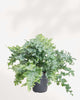 Phlebodium Aureum Davana 6" Pot - Medium