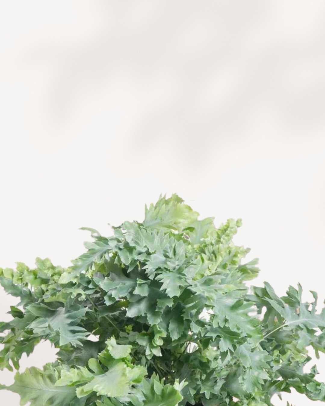 Phlebodium Aureum Davana