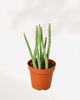 Pickle Cactus 3.5” Pot - Small