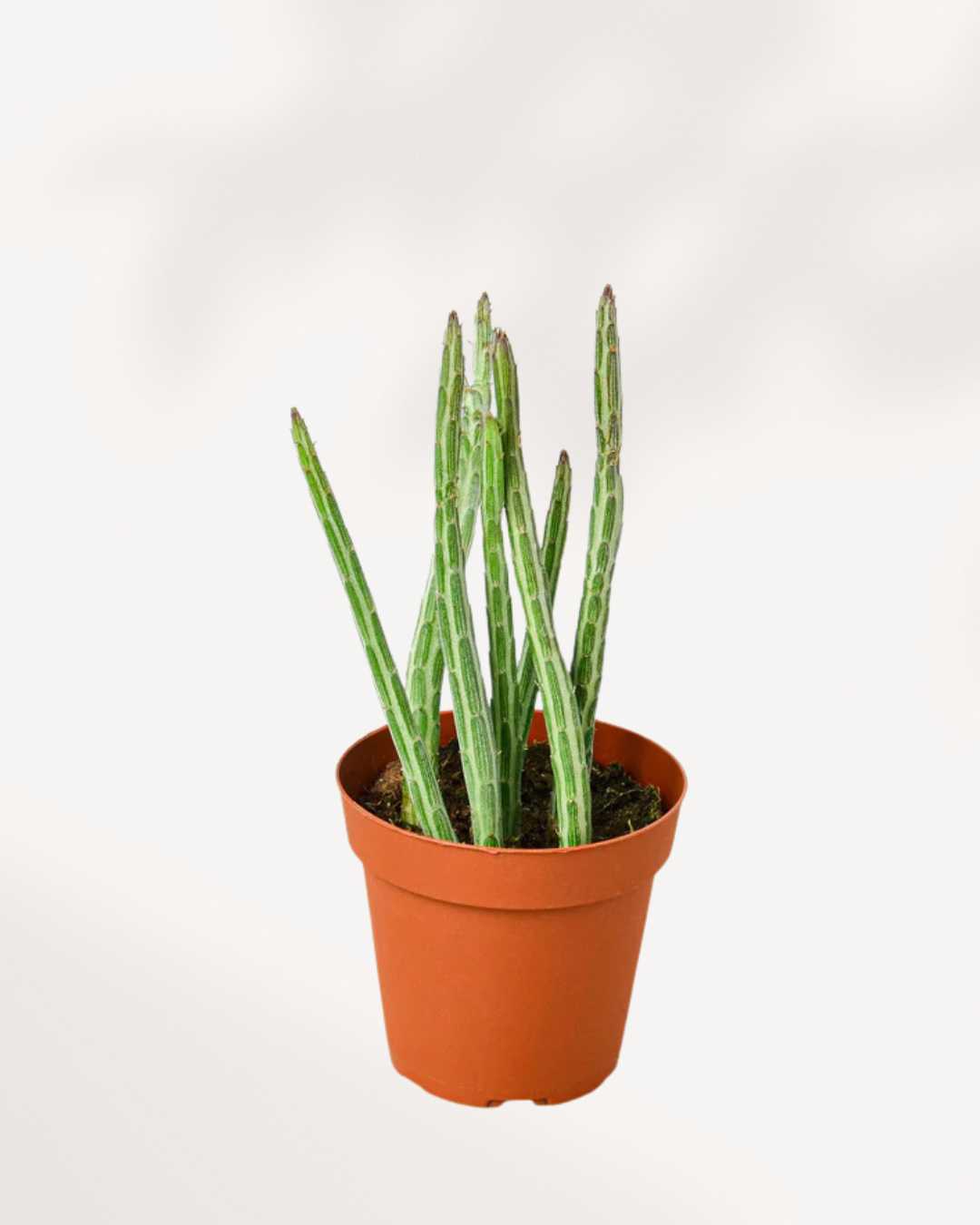Pickle Cactus 3.5” Pot - Small