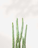 Pickle Cactus