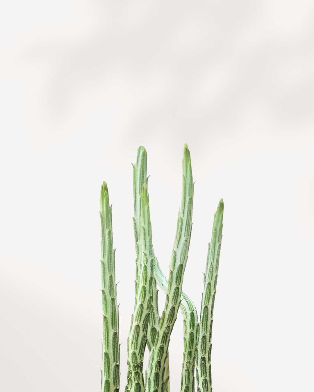 Pickle Cactus