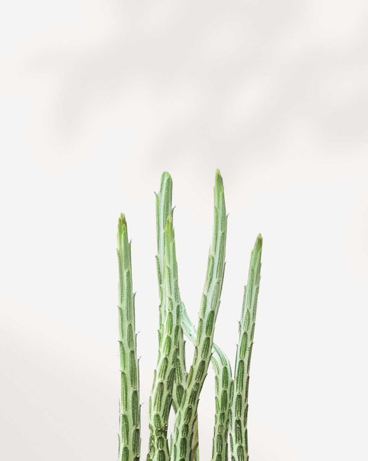 Pickle Cactus 3.5” Pot - Small