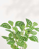 Pilea Cadierei Aluminum Plant
