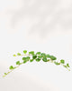 Pilea Depressa Baby Tears